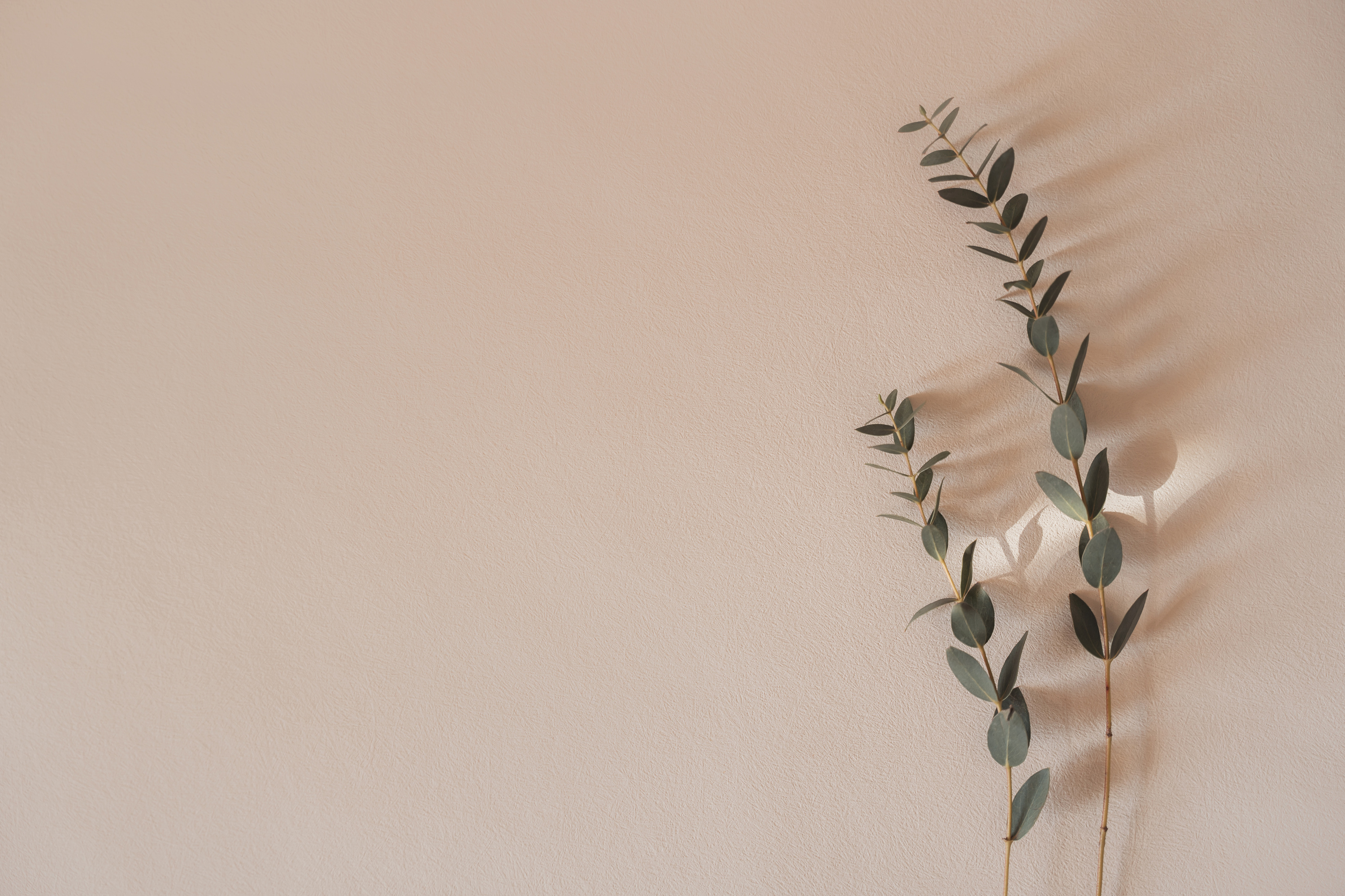 Soft pastel background with eucalyptus branches, minimalist aesthetic, copy space